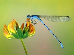 SEMENTES DE FLORES QUE AUXILIAM NO CONTROLE DO AEDES AEGYPTI ESTO DISPONVEIS