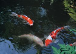RETIRADA DE PEIXES TERÁ MAIOR FISCALIZAÇÃO